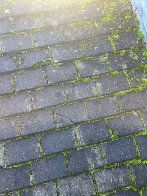 Moss growing between old concrete roof tiles